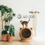 고양이 숨숨집 좀 골라줘ㅠㅠ - 인스티즈(instiz) 일상 카테고리 고양이 숨숨집 좀 골라줘ㅠㅠ