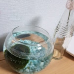 엄마가 어린이집에서 마리모 갖고왔는데 어떻게 해야돼... - 인스티즈(instiz) 일상 카테고리 엄마가 어린이집에서 마리모... 