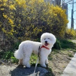 강아지야.. 나 넘 낑겨.. - 인스티즈(instiz) 일상 카테고리 강아지야.. 나 넘 낑겨..