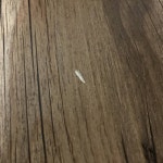 ‼️‼️‼️집에 이런 흰벌레가 나오는데 얘 뭐야?ㅠㅠ (혐오주의) - 인스티즈(instiz) 일상 카테고리 ‼️‼️‼️집에 이런 흰벌레가... 