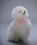 김우석 강아지 메z옹 따따 로고 지운사진 나왔닼ㅋㅋ - 인스티즈(instiz) 연예 카테고리