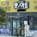 이거바ㅠㅠㅠ 펫마트 앞에 고양이 맨날 저러고 있더ㅠㅠㅠㅠㅠ - 인스티즈(instiz) 일상 카테고리