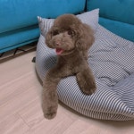 울 강아지 미용 플렉스 했다 12만5천.. - 인스티즈(instiz) 카테고리 울 강아지 미용 플렉스 했다 12만5천..