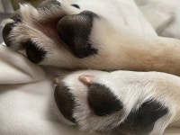 내 베개위에 올라온 댕댕이 발바닥 보고갈랭?🐾 - 인스티즈(instiz) 일상 카테고리 내 베개위에 올라온 댕댕이 발바닥 보고갈랭?🐾