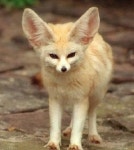 사막여우중에 제일 사람같은 남돌🦊🦊 - 인스티즈(instiz) 연예 카테고리