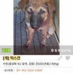 한 국가의 위대함과 도적적 진보는 동물이 받는 대우로 가늠할 수 있다. -마하마트 간디.(혐오주의) - 인스티즈(instiz) 이슈 카테고리 한 국가의... 