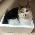 우리집 야옹이 볼 사람 - 인스티즈(instiz) 익명잡담 우리집 야옹이 볼 사람