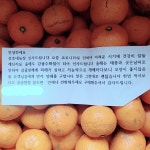 (길잃아님) 상호네농장 고귤을 시켜보았다 - 인스티즈(instiz) 연뮤공 카테고리 (길잃아님) 상호네농장 고귤을 시켜보았다