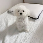 우리집 댕댕이 - 인스티즈(instiz) 익명잡담 우리집 댕댕이