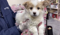 알고리즘으로 이 강아지 흘러 들어왔는데 너무 귀여워 - 인스티즈(instiz) 익명잡담 알고리즘으로 이 강아지 흘러 들어왔는데 너무 귀여워