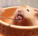 헝 햄스터 혓바닥 낼름ㄱㅇㅇ - 인스티즈(instiz) 일상 카테고리 헝 햄스터 혓바닥 낼름ㄱㅇㅇ