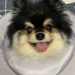 탄이에요ㅎㅅㅎ - 인스티즈(instiz) 반려동물 카테고리 탄이에요ㅎㅅㅎ
