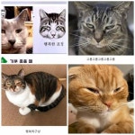 고양이들 행복한표정ㅋㅋㅋㅋㅋㅋ - 인스티즈(instiz) 일상 카테고리 고양이들 행복한표정ㅋㅋㅋㅋㅋㅋ