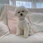 우리집 댕댕이 모델 데뷔했어! - 인스티즈(instiz) 반려동물 카테고리