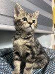 울집 애옹이 키링 만들고 싶은데 골라줄 익!!! - 인스티즈(instiz) 일상 카테고리 울집 애옹이 키링 만들고 싶은데 골라줄 익!!!