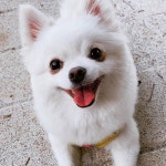 우리집 강아지 자랑해도돼? - 인스티즈(instiz) 일상 카테고리 우리집 강아지 자랑해도돼?