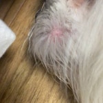 지금 동물병원 바로 데리고 가야될 상태 같아? - 인스티즈(instiz) 익명잡담 카테고리 지금 동물병원 바로 데리고 가야될 상태 같아?