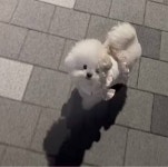 비숑은 바람불면 이렇게 생겼구나 - 인스티즈(instiz) 일상 카테고리