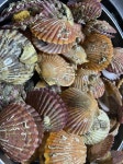 [먹었어요] 가리비 파티 - 인스티즈(instiz) 맛집/음식 카테고리 [먹었어요] 가리비 파티