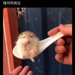 왜 저 떠봐요? - 인스티즈(instiz) 일상 카테고리 왜 저 떠봐요?