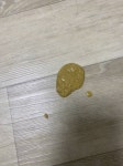 고양이 토했는데 그냥 사료토 같애? - 인스티즈(instiz) 일상 카테고리