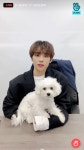 선우 브이앱에 강아지 등장했어ㅠㅠ귀여워ㅜㅠ - 인스티즈(instiz) 연예 카테고리 선우 브이앱에 강아지 등장했어ㅠㅠ귀여워ㅜㅠ