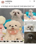 [잡담] 자기랑 똑같이 생긴 케이크로 생파한 갓영재 반려견 코코 - 인스티즈(instiz) 연예 카테고리