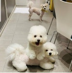 윤석열 아들 군대 안갔대 - 인스티즈(instiz) 일상 카테고리 윤석열 아들 군대 안갔대