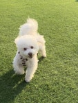 우리집 강아지 애견카페가서 놀기 전과 후 ㅋㅋㅋㅋㅋㅋ - 인스티즈(instiz) 일상 카테고리