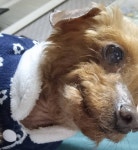 이모부네 멍멍이인데 업어오고싶다...얘 날안놔줘40 - 인스티즈(instiz) 일상 카테고리
