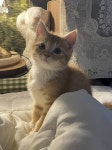 유튜버 고양이 동글이 아는사람ㅠ - 인스티즈(instiz) 일상 카테고리