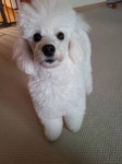 우리집 강아지 진짜 똘망똘망 넘 이쁜듯 ㅠ - 인스티즈(instiz) 반려동물 카테고리
