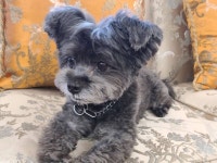 문재인 진짜로 강아지도화살 백퍼 있다니까 - 인스티즈(instiz) 일상 카테고리 문재인 진짜로 강아지도화살 백퍼 있다니까