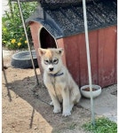 더쿠 - 멍멍이 갤러리.. 역대급 털 무늬 등장.jpg