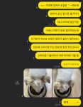 어제 강쥐 머리에 뜨거운 기름 튀었어...😢 - 인스티즈(instiz) 일상 카테고리