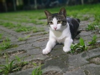 우리 학교 기숙사 고양이인데 이정도 미모면 고양이 대회 1등이다 - 인스티즈(instiz) 일상 카테고리
