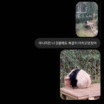 아니 에버랜드 판다 개웃김ㅋㅋㅋㅋㅋㅋㅋㅋㅋㅋㅋㅋㅋㅋㅋㅋㅋ... 카테고리 아니 에버랜드 판다 개웃김ㅋㅋㅋㅋㅋㅋㅋㅋㅋㅋㅋㅋㅋㅋㅋㅋㅋ