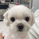 머리에 뿔난 강아지 봤어 - 인스티즈(instiz) 일상 카테고리
