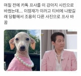 며칠 전에 카톡 프사를 이 강아지 사진으로 바꿨는데... - 인스티즈(instiz) 이슈 카테고리 며칠 전에 카톡 프사를 이 강아지 사진으로 바꿨는데...