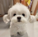 얘 진짜 내가 본 말티즈들중에 제일 예뻐… - 인스티즈(instiz) 일상 카테고리