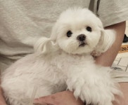 얘 진짜 내가 본 말티즈들중에 제일 예뻐… - 인스티즈(instiz) 일상 카테고리