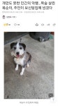 개만도 못한 인간의 악행…목숨 살린 복순이, 주인이 보신탕집에 넘겼다 - 인스티즈(instiz) 이슈 카테고리