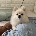 우리집 강아지 볼래? - 인스티즈(instiz) 익명잡담 카테고리 우리집 강아지 볼래?