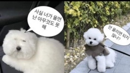 [잡담] 희두나연 강아지 개웃기넼ㅋㅋㅋ - 인스티즈(instiz) 연예 카테고리 [잡담] 희두나연 강아지 개웃기넼ㅋㅋㅋ