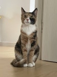 아성장묘개발 | 우리 고양이 개발리는점 - 인스티즈(instiz) 일상 카테고리 우리 고양이 개발리는점