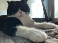 울 집 고양이 왕발 - 인스티즈(instiz) 일상 카테고리 울 집 고양이 왕발