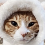 [잡담] 고양이한테 버블 받아봤소? - 인스티즈(instiz) (K)POP/예능 카테고리 [잡담] 고양이한테 버블 받아봤소?