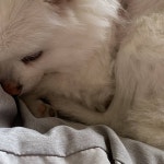 허얼 지금 꼬순내 대박일듯 - 인스티즈(instiz) 익명잡담 카테고리 허얼 지금 꼬순내 대박일듯