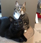 우리집 고양이 봐라 - 인스티즈(instiz) 익명잡담 카테고리 우리집 고양이 봐라