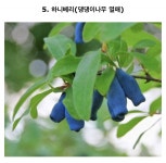 나 이 과일 먹어봄ㅋㅋㅋㅋ - 인스티즈(instiz) 익명잡담 카테고리 나 이 과일 먹어봄ㅋㅋㅋㅋ